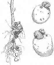 wart.jpg (7156 bytes)