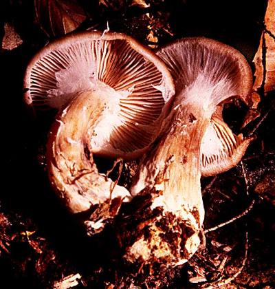 Armillaria gallica fruiting bodies