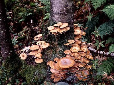 many fruiting bodies of Armillaria gallica
