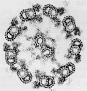 2 flagellum section.jpg (13114 bytes)