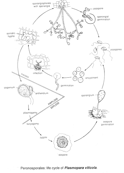 Plasmolc.gif (19639 bytes)
