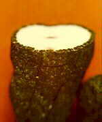 xylaria1.jpg (11976 bytes)