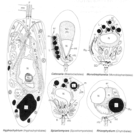 zoospors.gif (37202 bytes)
