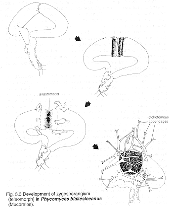 zygosp.gif (15119 bytes)
